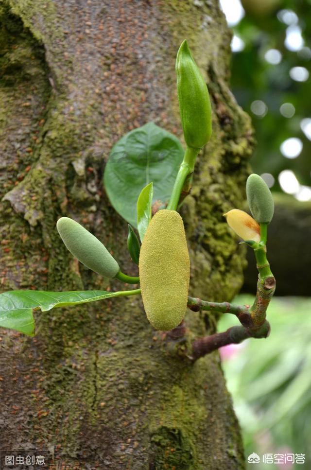 菠萝蜜图片实拍朋友圈（菠萝蜜搞笑朋友圈）-第3张图片