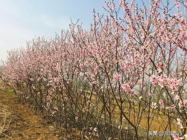 石家庄黑社会排行榜（石家庄旅游景点排行榜）-第6张图片