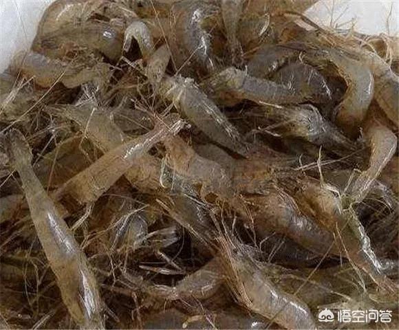 河虾养殖技术(河虾如何养)（河虾养殖技术(河虾如何养)网箱）-第5张图片