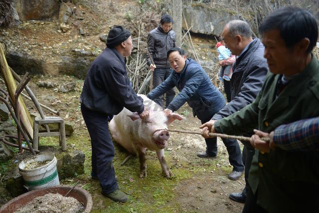 养猪的成本大概多少钱（养猪成本多少钱一斤）-第3张图片