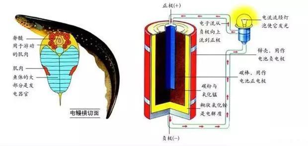 电鳗放电原理能利用吗（电鳗放电可以利用吗）-第3张图片